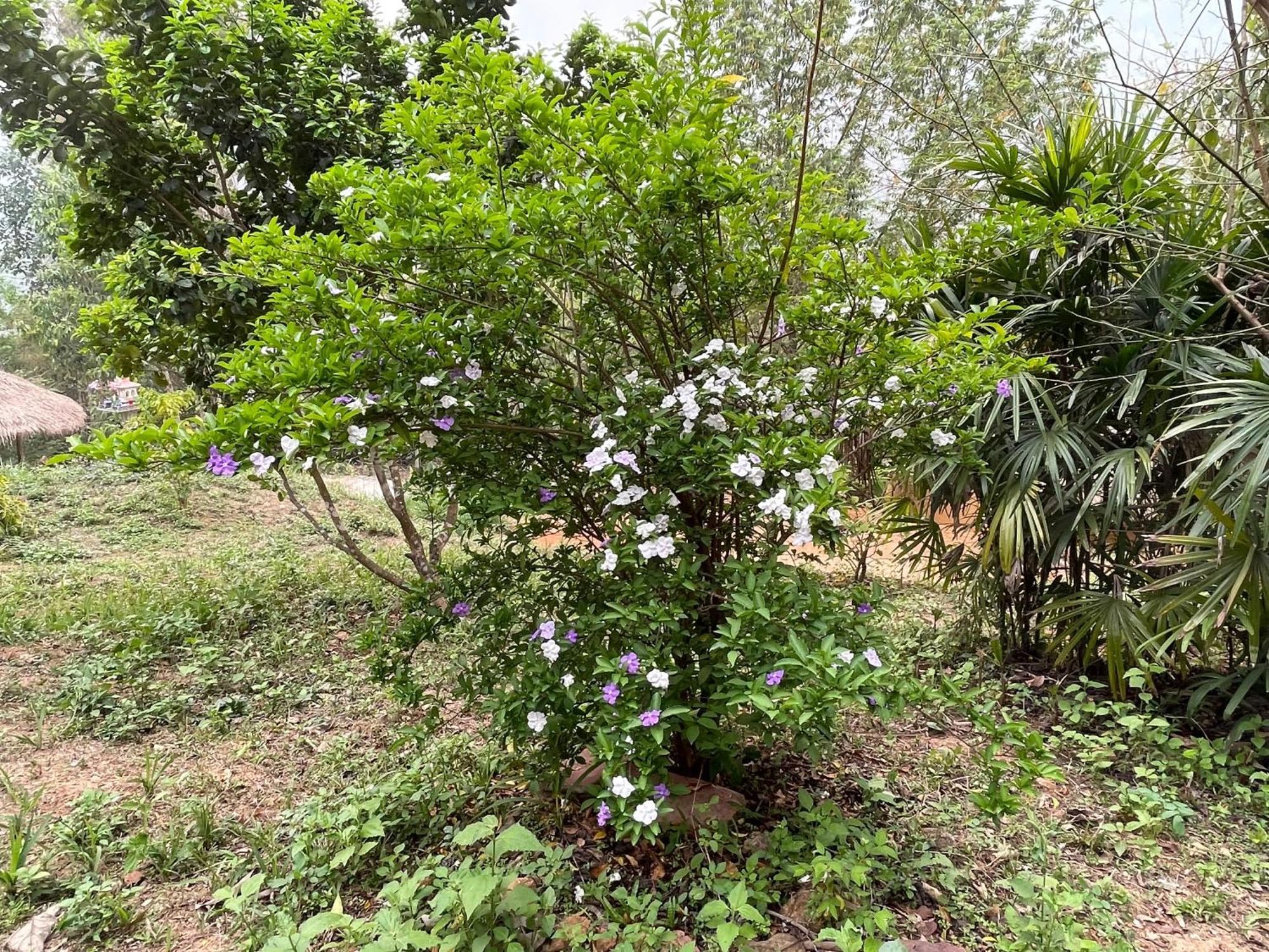 Chiang Dao Roundhouses Ngoại thất bức ảnh