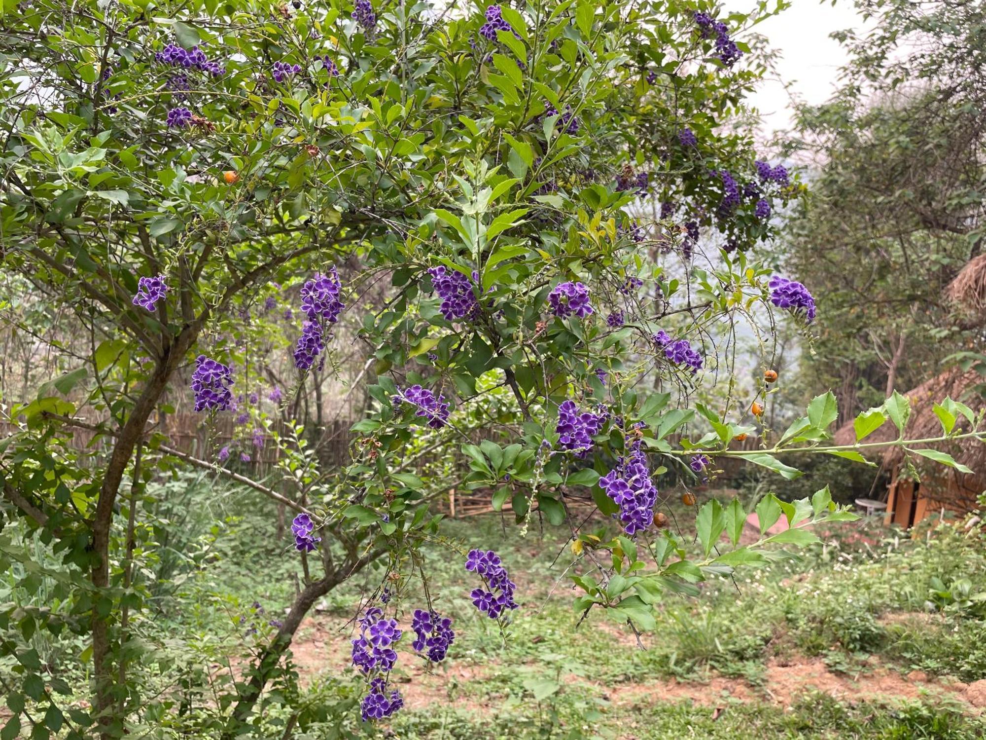 Chiang Dao Roundhouses Ngoại thất bức ảnh