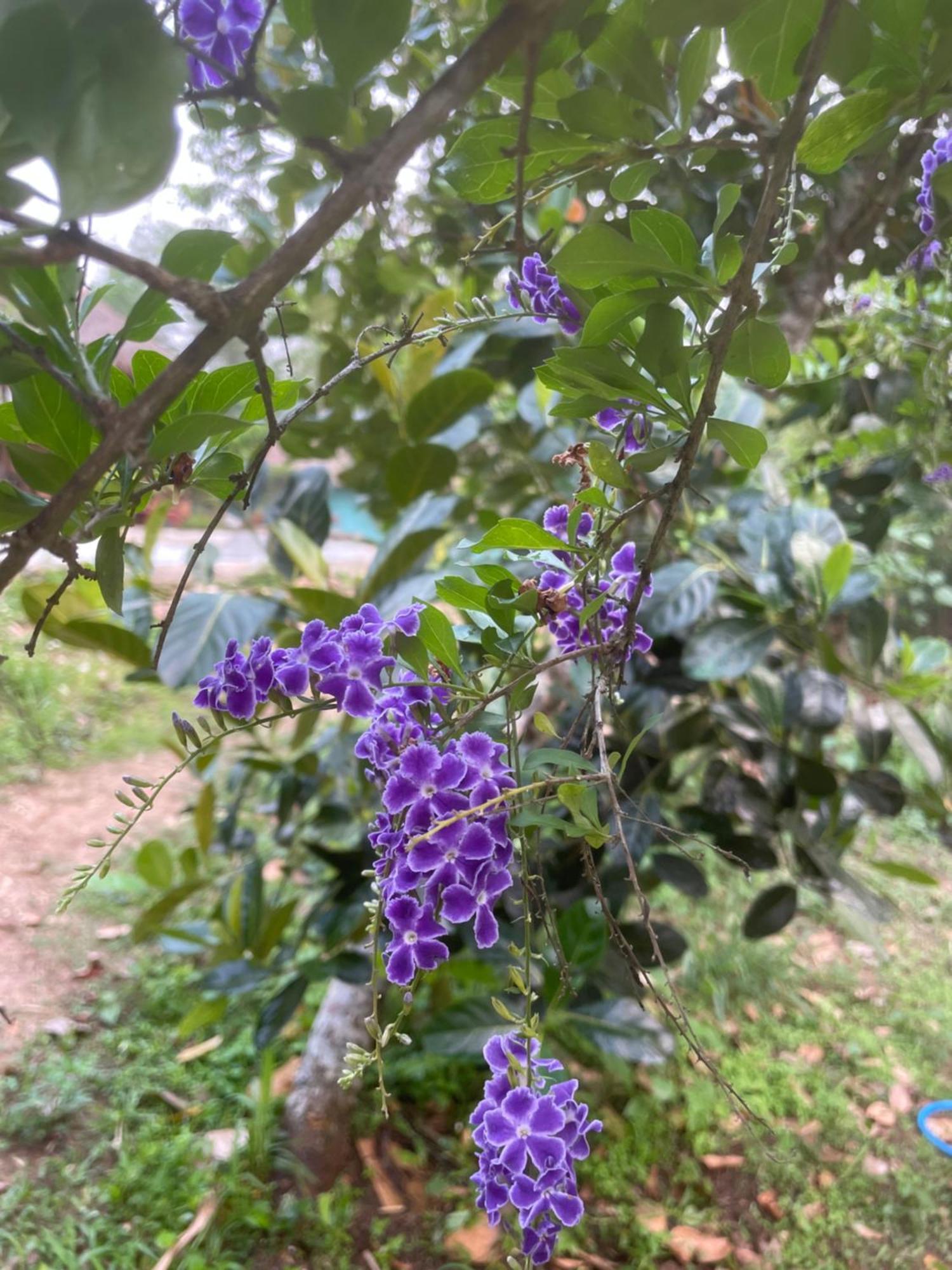 Chiang Dao Roundhouses Ngoại thất bức ảnh