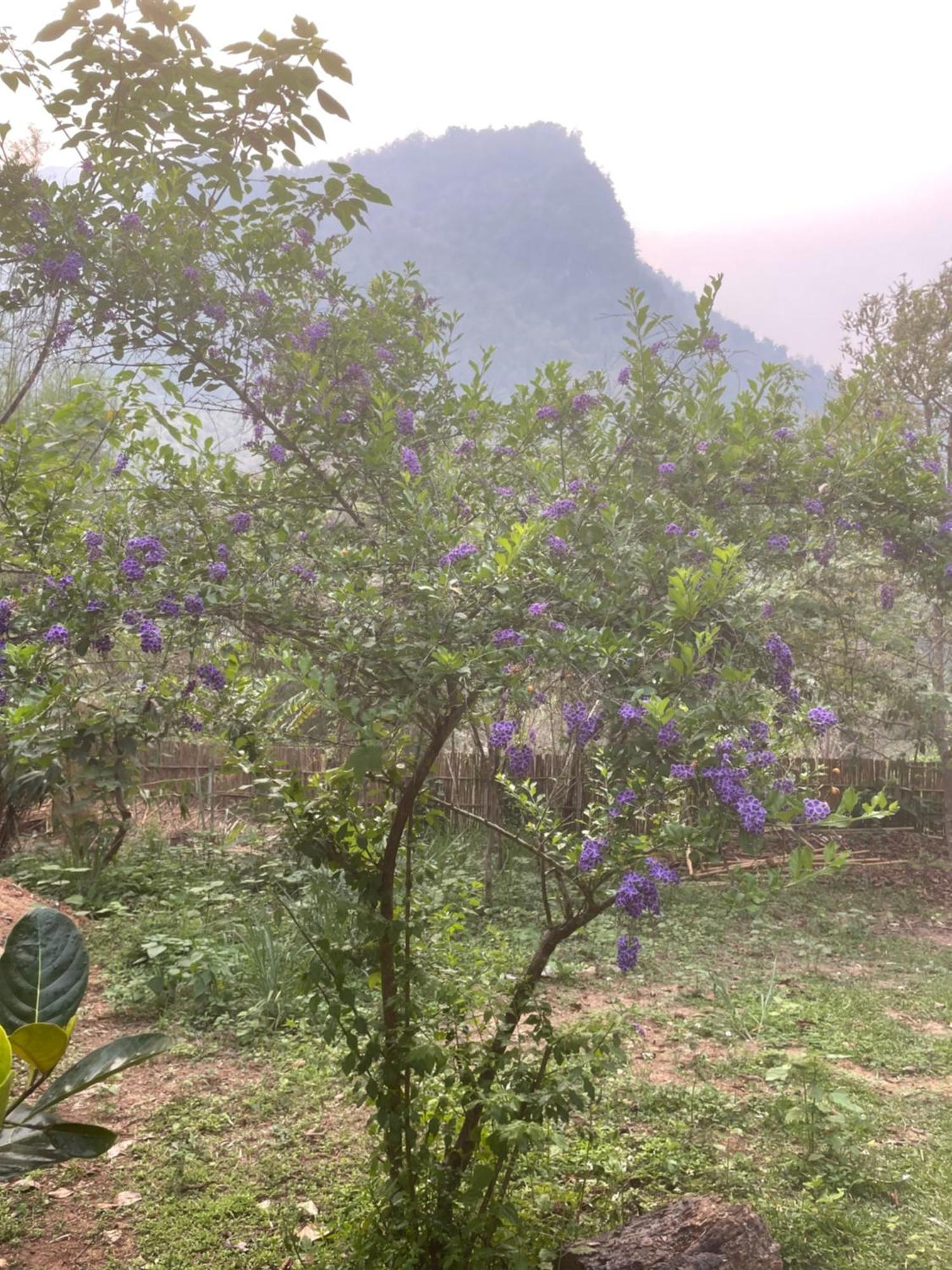Chiang Dao Roundhouses Ngoại thất bức ảnh