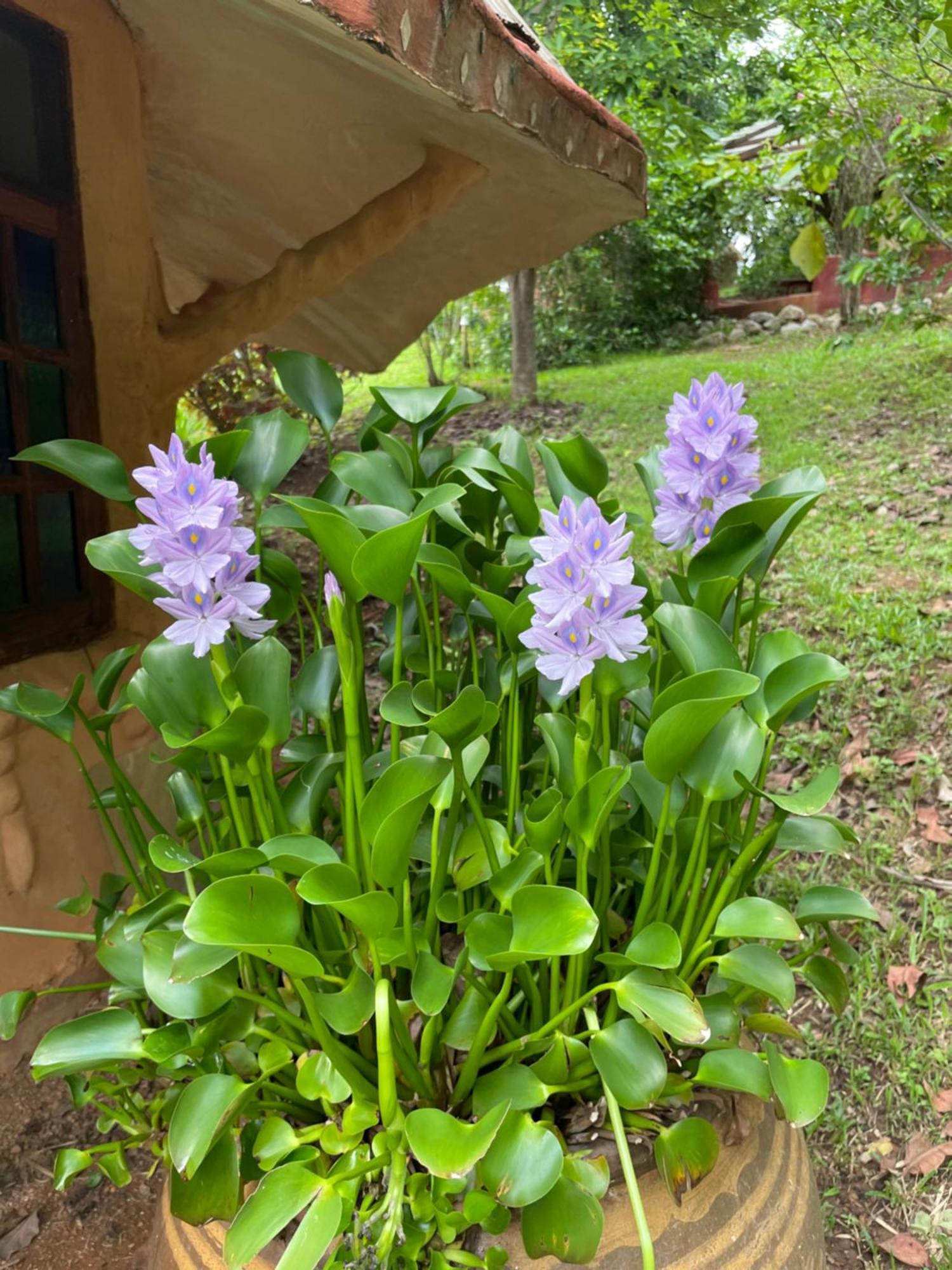 Chiang Dao Roundhouses Ngoại thất bức ảnh